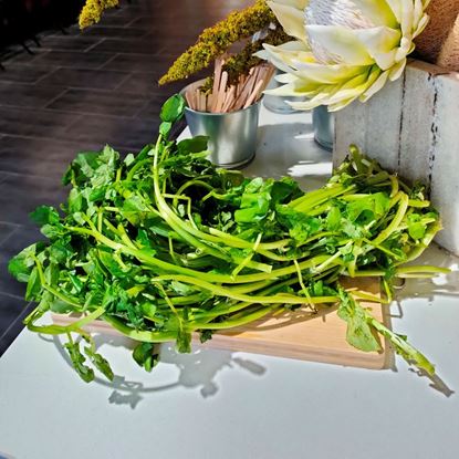 Picture of Baby Watercress (西洋菜苗) 250g +/- per pkt
