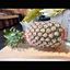 Picture of Pineapple Josephine (local) 黄莉 / pcs