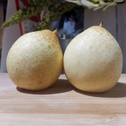 Picture of CN Ya Pear S Size (5 pcs / pkt)