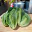 Picture of Baby Kailan (450g/Pkt) 菜胆