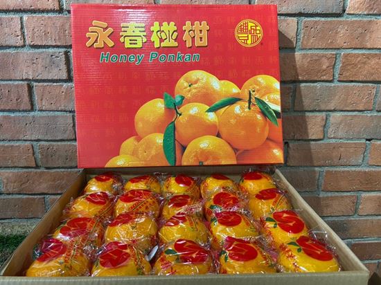 Picture of GH Honey Mandarin Orange (L) 20pcs